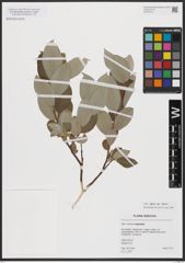 Foto von Salix caprea subsp. caprea L.